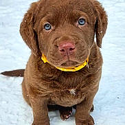 Birdie is registered to the contest to win money with this photo: puppy, dog, brown_fur, blue_eyes, yellow_collar, snow, outdoor, cute, pet, animal, young_dog, sitting, fur, winter, adorable, canine, playful, portrait, nose, paw