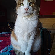 Rosa a rejoint le concours — aidez-le/la à gagner de superbes lots ! cat, calico_cat, indoor, tablecloth, feline, pet, animal, fur, whiskers, paws, sitting, looking, closeup, domestic_cat, household, cozy, pattern, colorful, curious, portrait
