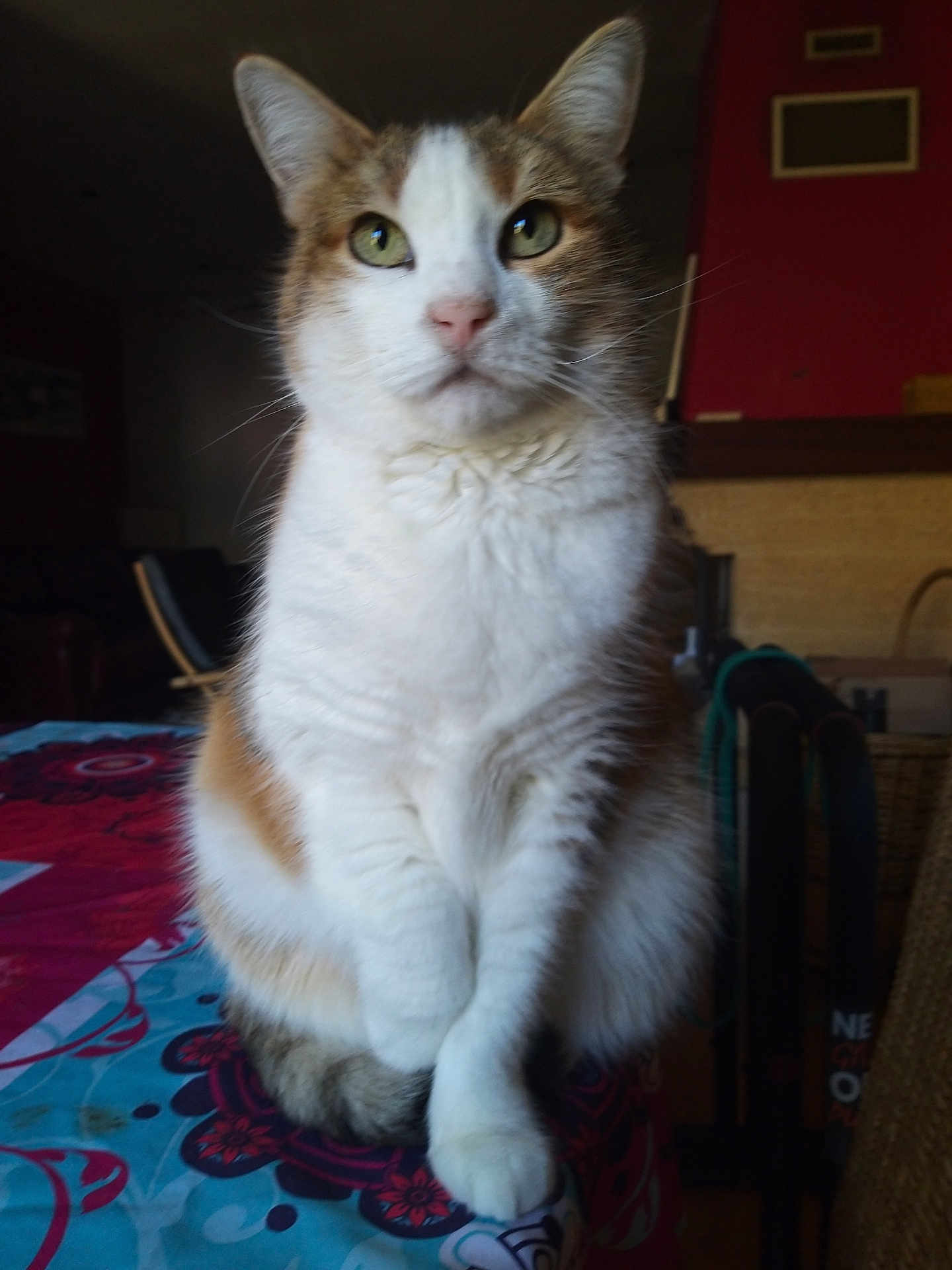 Rosa a rejoint le concours — aidez-le/la à gagner de superbes lots ! cat, calico_cat, indoor, tablecloth, feline, pet, animal, fur, whiskers, paws, sitting, looking, closeup, domestic_cat, household, cozy, pattern, colorful, curious, portrait