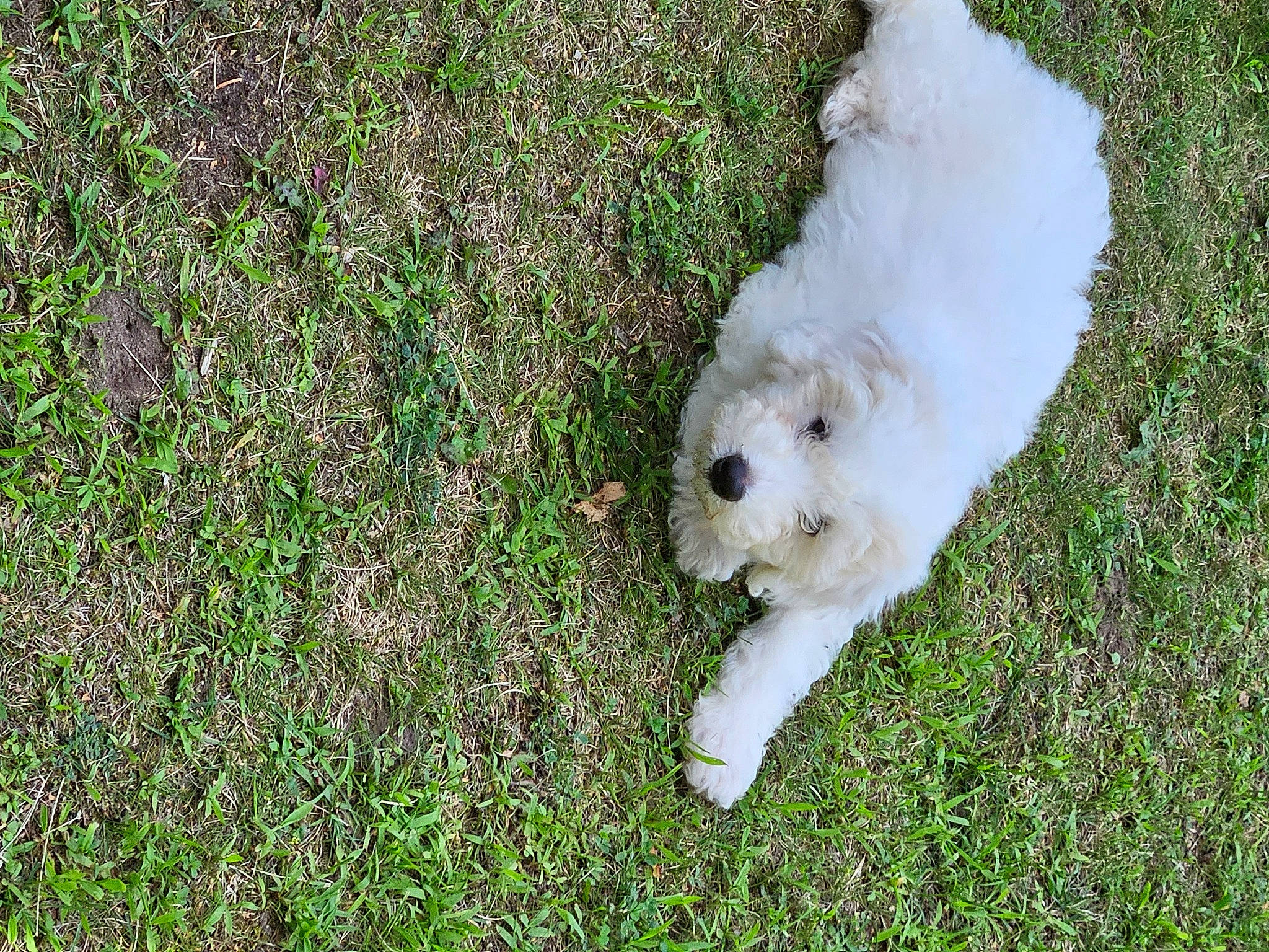 Loki joined the competition — help win amazing prizes! canidae, carnivore, cockapoo, companion_dog, dog, dog_breed, grass, groundcover, labradoodle, maltepoo, non_sporting_group, plant, poodle_crossbreed, puppy, small_terrier, sporting_group, tail, terrier, toy_dog, working_animal