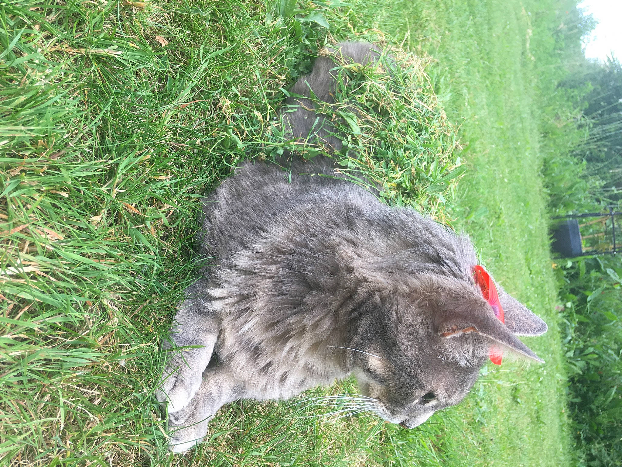 Cajou a rejoint le concours — aidez-le/la à gagner de superbes lots ! carnivore, cat, domestic_short_haired_cat, felidae, fur, grass, nebelung, plant, small_to_medium_sized_cats, tail, whiskers, wild_cat