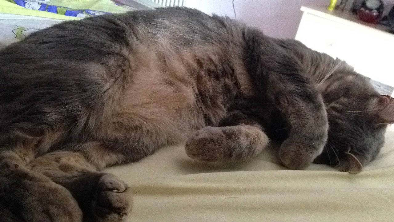 Cajou a rejoint le concours — aidez-le/la à gagner de superbes lots ! carnivore, cat, domestic_long_haired_cat, european_shorthair, felidae, fur, maine_coon, mammal, nap, norwegian_forest_cat, paw, small_to_medium_sized_cats, snout, sporting_group, tabby_cat, whiskers