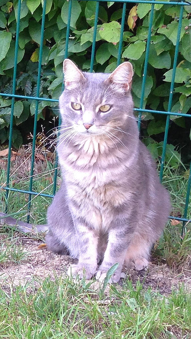 Cajou participe au concours pour gagner de l'argent avec cette photo : asian_semi_longhair, british_longhair, british_semi_longhair, carnivore, cat, chartreux, cymric, domestic_long_haired_cat, domestic_short_haired_cat, felidae, grass, mammal, nebelung, norwegian_forest_cat, siberian, small_to_medium_sized_cats, tabby_cat, vertebrate, whiskers, wild_cat