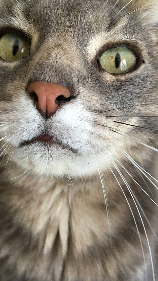 Cajou a rejoint le concours — aidez-le/la à gagner de superbes lots ! aegean_cat, american_wirehair, asian, carnivore, cat, close_up, domestic_short_haired_cat, european_shorthair, eye, felidae, fur, mammal, nose, organ, photography, siberian, small_to_medium_sized_cats, snout, tabby_cat, whiskers