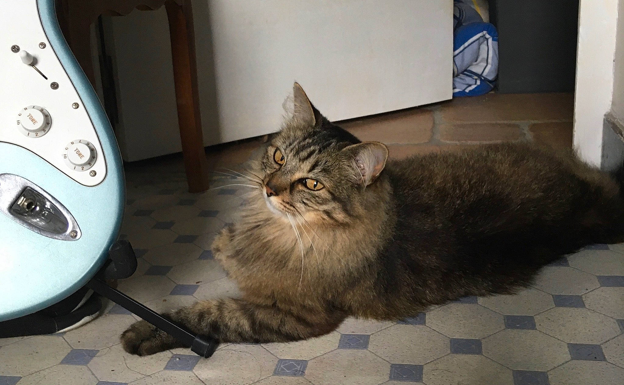 Mimi participe au concours pour gagner de l'argent avec cette photo : american_shorthair, asian, asian_semi_longhair, british_semi_longhair, carnivore, cat, domestic_long_haired_cat, domestic_short_haired_cat, dragon_li, european_shorthair, felidae, kitten, maine_coon, mammal, norwegian_forest_cat, ragamuffin, siberian, small_to_medium_sized_cats, tabby_cat, whiskers