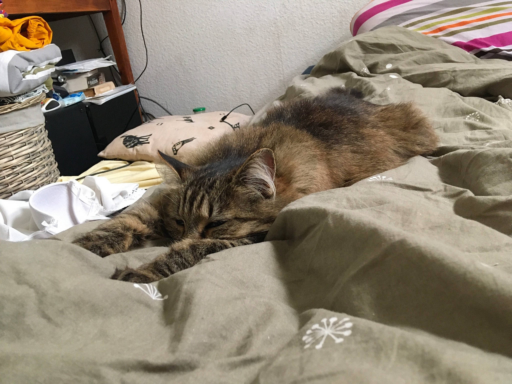 Mimi a rejoint le concours — aidez-le/la à gagner de superbes lots ! american_shorthair, asian, bed, bed_sheet, carnivore, cat, comfort, domestic_short_haired_cat, dragon_li, european_shorthair, felidae, fur, furniture, kitten, nap, sand, sleep, small_to_medium_sized_cats, tabby_cat, whiskers