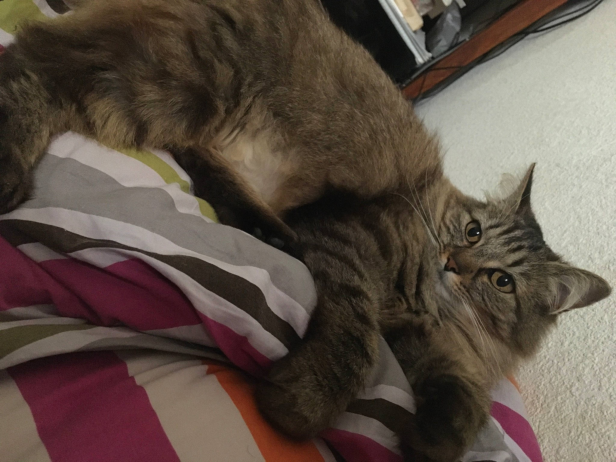 Mimi participe au concours pour gagner de l'argent avec cette photo : asian, carnivore, cat, claw, domestic_long_haired_cat, domestic_short_haired_cat, dragon_li, european_shorthair, felidae, fur, kitten, korat, mammal, nebelung, norwegian_forest_cat, pixie_bob, small_to_medium_sized_cats, tabby_cat, tail, whiskers