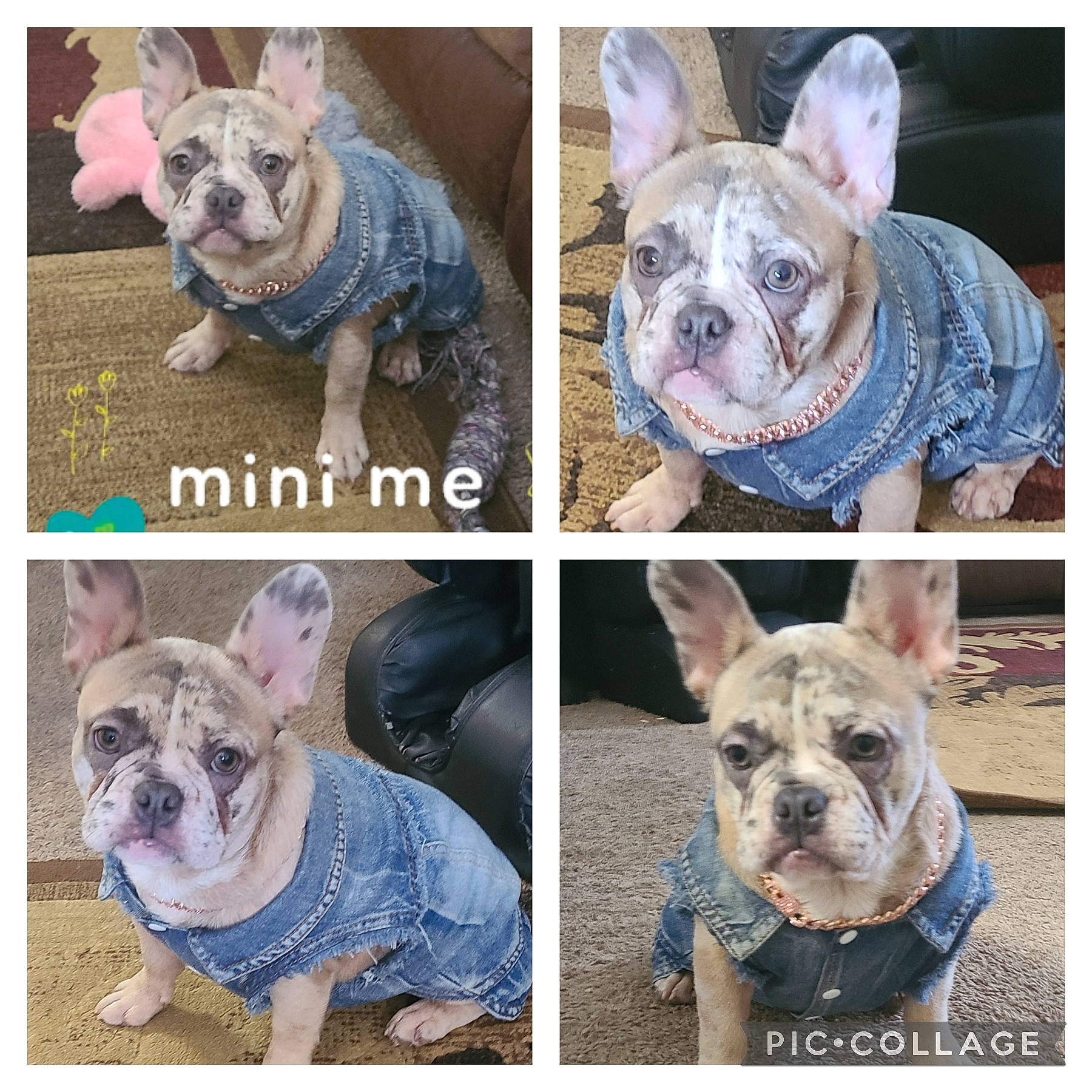 Layla is registered to the contest to win money with this photo: art, blue, carnivore, circle, companion_dog, dog, dog_breed, ear, electric_blue, fawn, mammal, non_sporting_group, pattern, pet_supply, photograph, photography, snout, toy_dog, vertebrate, working_animal