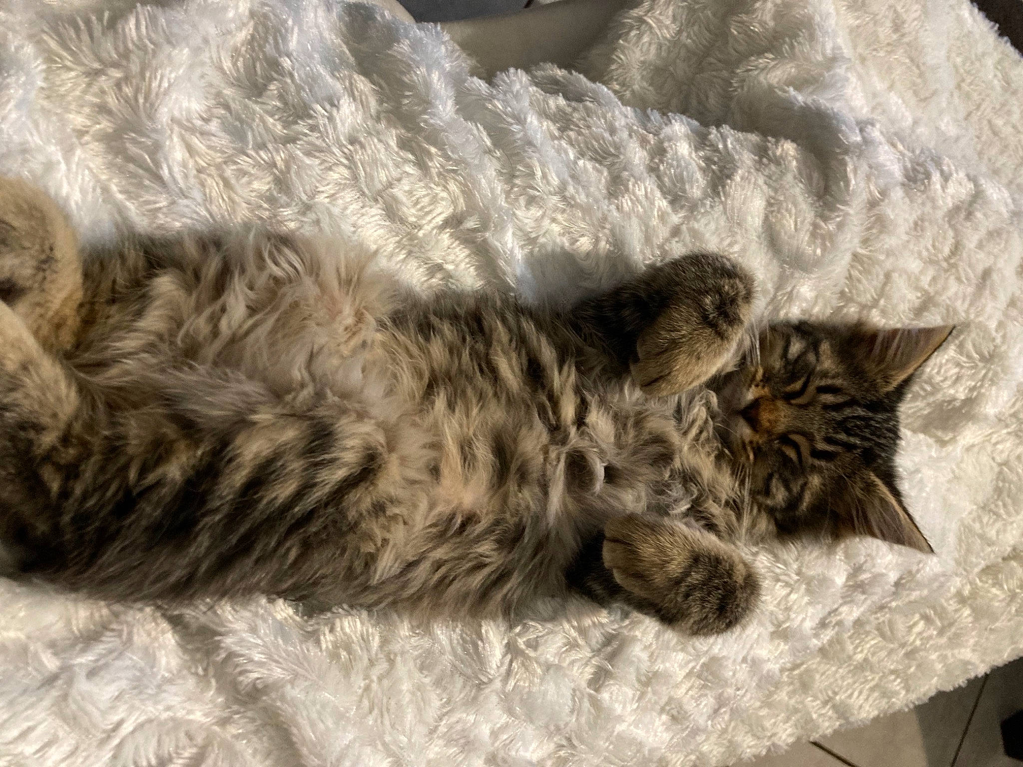 Malo participe au concours pour gagner de l'argent avec cette photo : carnivore, cat, claw, comfort, domestic_short_haired_cat, felidae, fur, grey, nap, paw, sleep, small_to_medium_sized_cats, tail, whiskers, wood