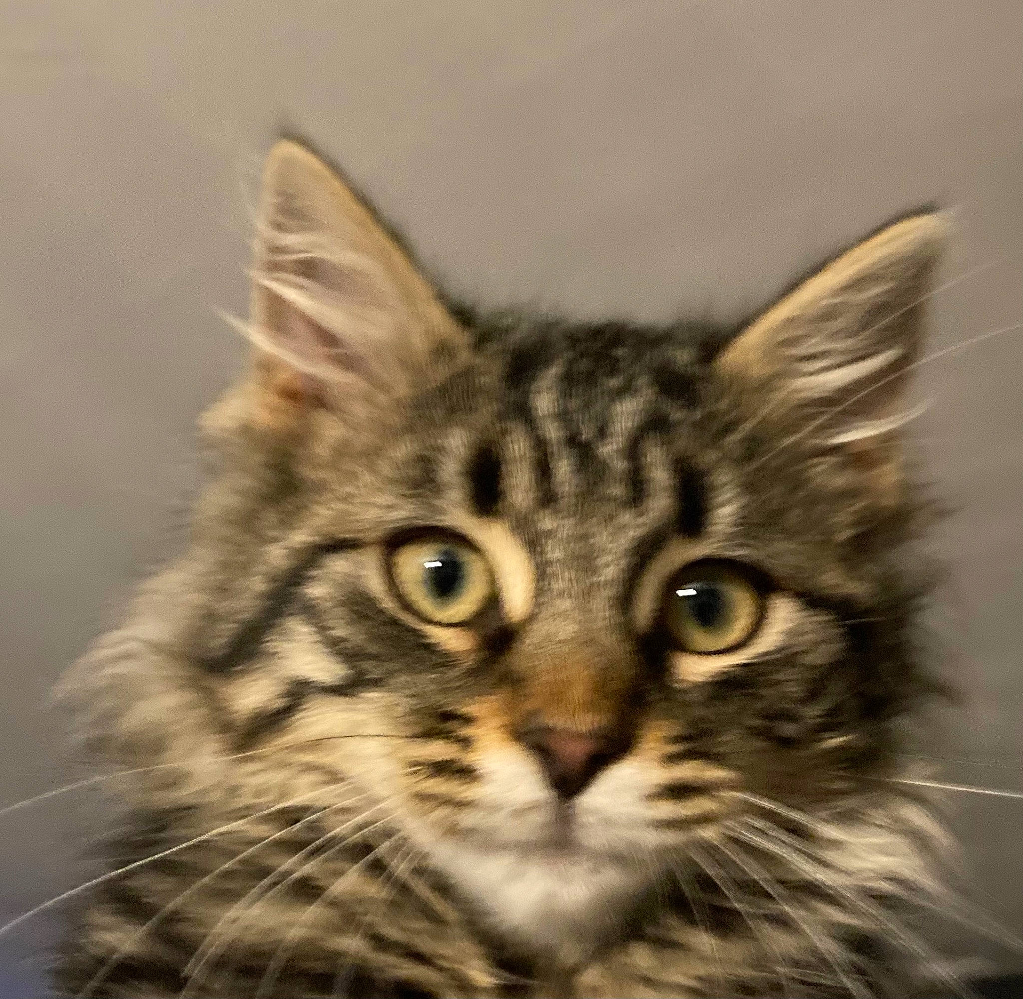 Malo a rejoint le concours — aidez-le/la à gagner de superbes lots ! art, carnivore, cat, darkness, domestic_short_haired_cat, felidae, fur, plant, small_to_medium_sized_cats, snout, terrestrial_animal, tree, whiskers, wildlife