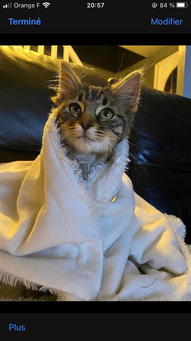 Malo participe au concours pour gagner de l'argent avec cette photo : big_cats, carnivore, cat, claw, couch, domestic_short_haired_cat, fang, fawn, felidae, formal_wear, fur, organism, paw, sitting, small_to_medium_sized_cats, tail, terrestrial_animal, whiskers, wildlife