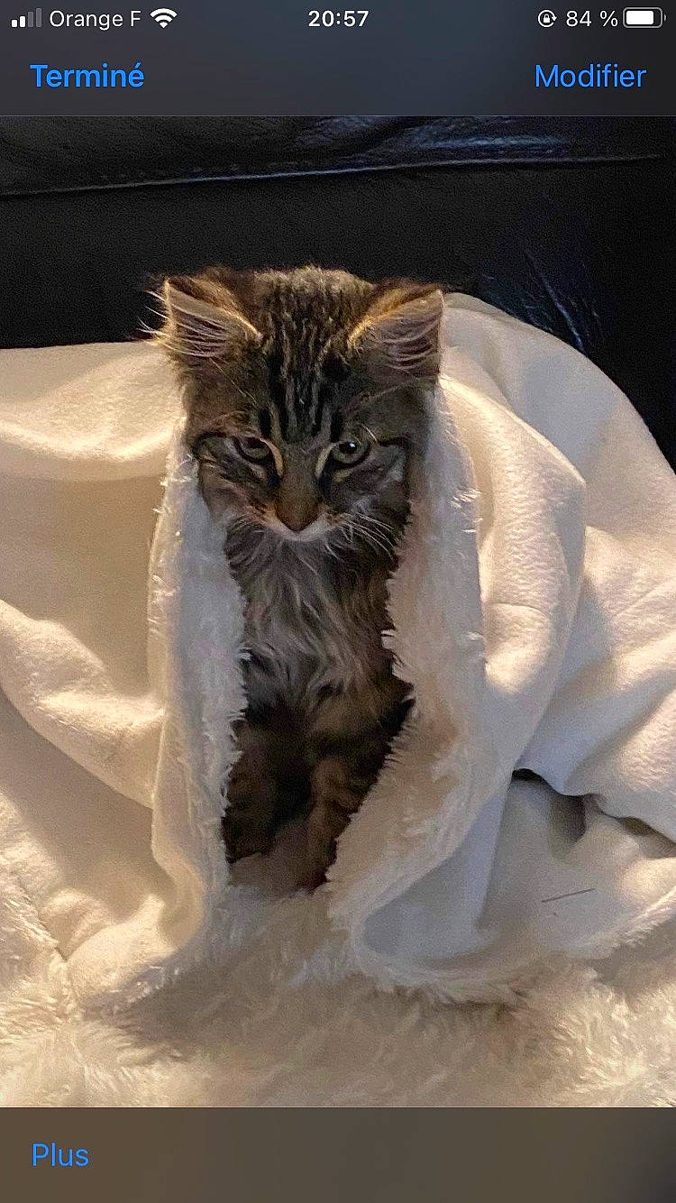 Malo participe au concours pour gagner de l'argent avec cette photo : carnivore, cat, claw, domestic_short_haired_cat, fawn, feather, felidae, freezing, fur, small_to_medium_sized_cats, snout, snow, tail, terrestrial_animal, whiskers, wildlife, window, winter