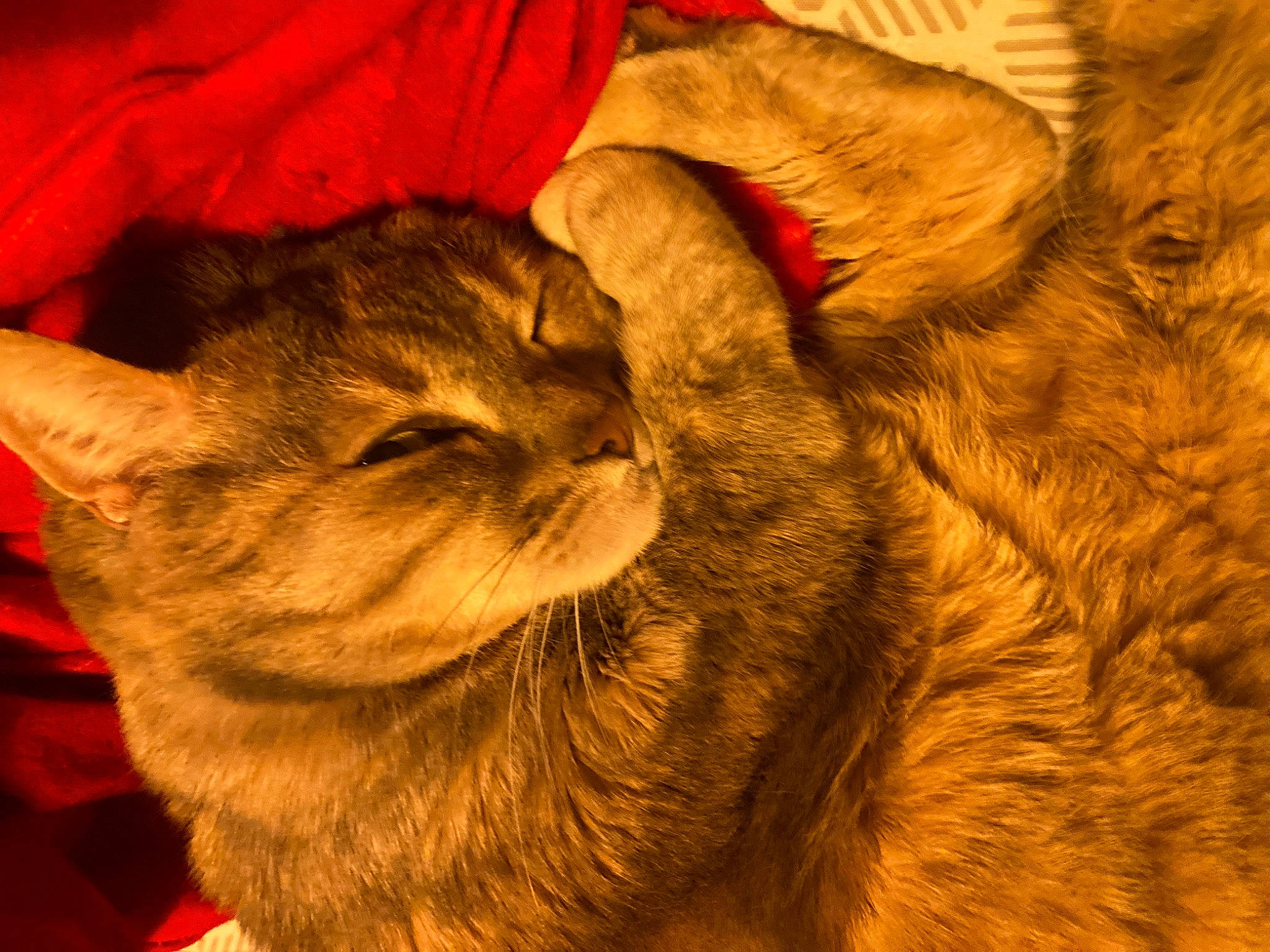 Lilou participe au concours pour gagner de l'argent avec cette photo : carnivore, cat, claw, comfort, domestic_short_haired_cat, ear, fawn, felidae, fur, nap, paw, plant, small_to_medium_sized_cats, snout, tail, whiskers, wood