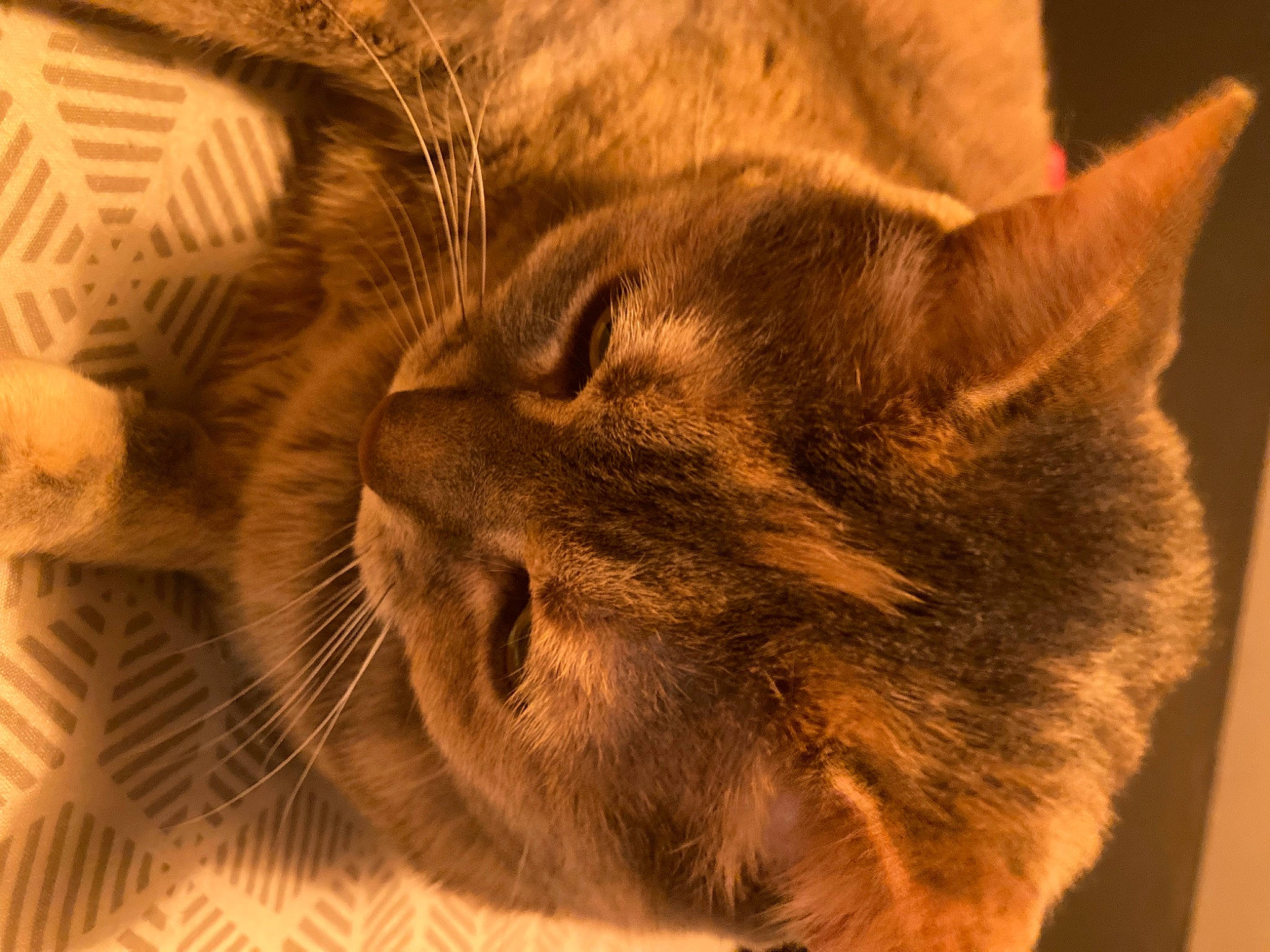 Lilou a rejoint le concours — aidez-le/la à gagner de superbes lots ! carnivore, cat, claw, comfort, domestic_short_haired_cat, fawn, felidae, fur, nap, paw, sleep, small_to_medium_sized_cats, snout, tail, terrestrial_animal, whiskers, wildlife, wrinkle