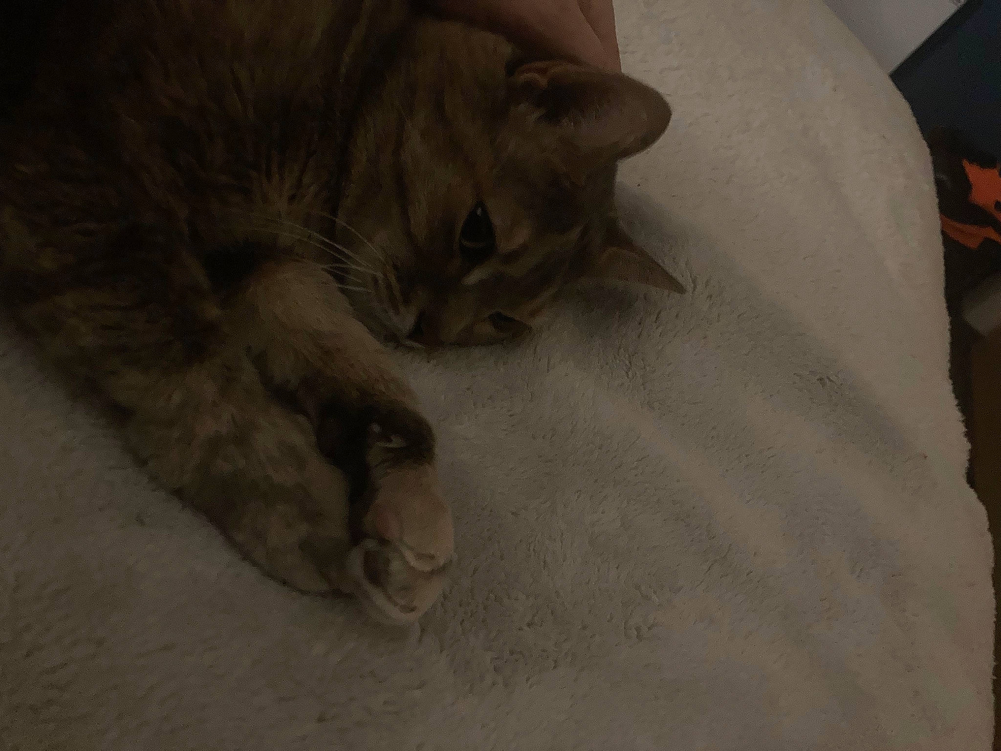 Lilou participe au concours pour gagner de l'argent avec cette photo : carnivore, cat, claw, comfort, domestic_short_haired_cat, fawn, felidae, flooring, fur, grey, human_leg, linens, nap, paw, small_to_medium_sized_cats, snout, tail, terrestrial_animal, whiskers, wood