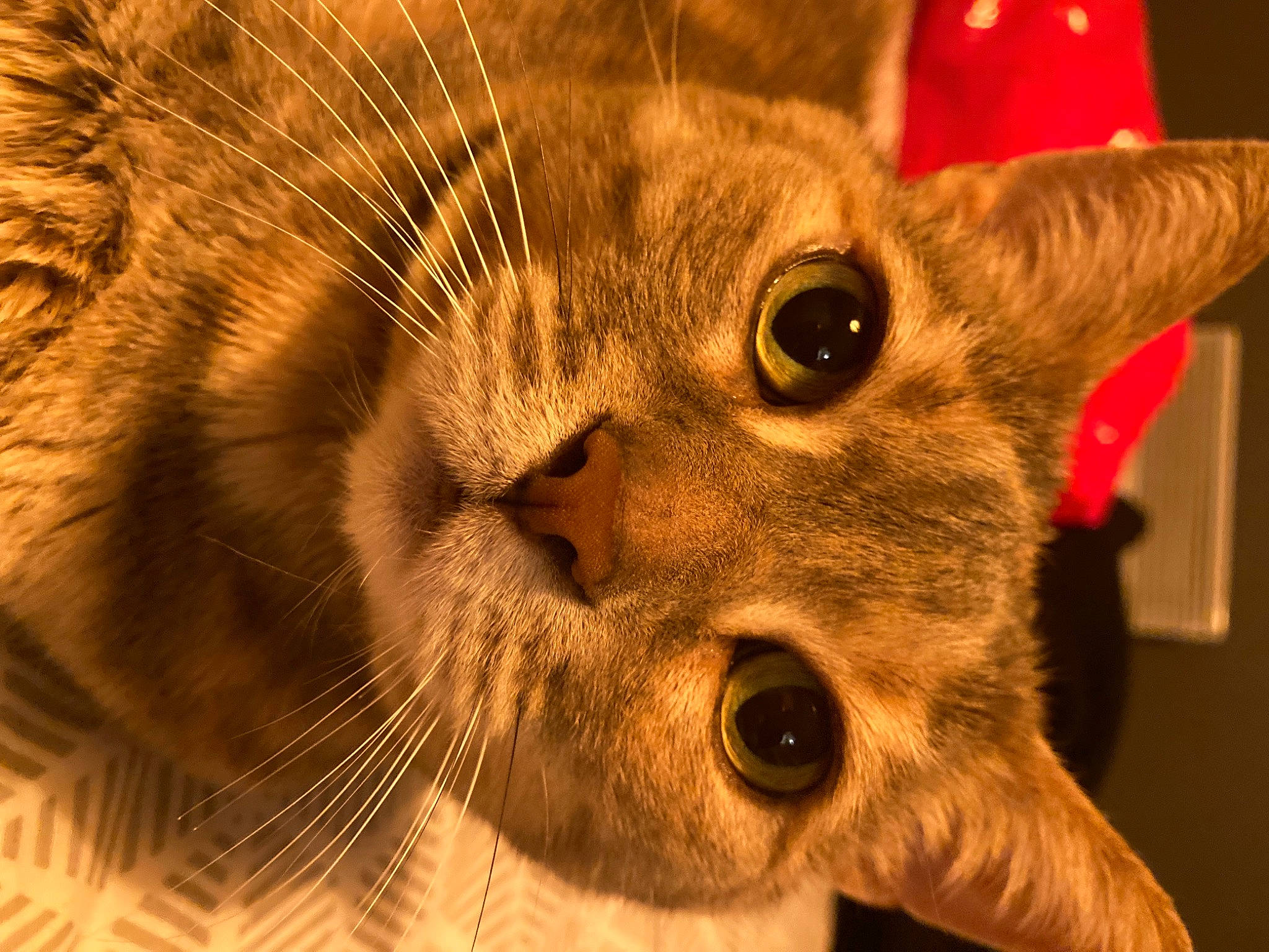 Lilou a rejoint le concours — aidez-le/la à gagner de superbes lots ! carnivore, cat, claw, close_up, domestic_short_haired_cat, ear, eye, fawn, felidae, fur, head, iris, macro_photography, nose, paw, small_to_medium_sized_cats, snout, terrestrial_animal, whiskers, wildlife