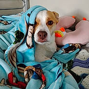 Max joined the competition — help win amazing prizes! dog, blanket, bed, pillow, plush_toy, indoor, cute, pet, animal, resting, comfort, white, brown, fur, face, snout, ears, soft, cozy, relaxed