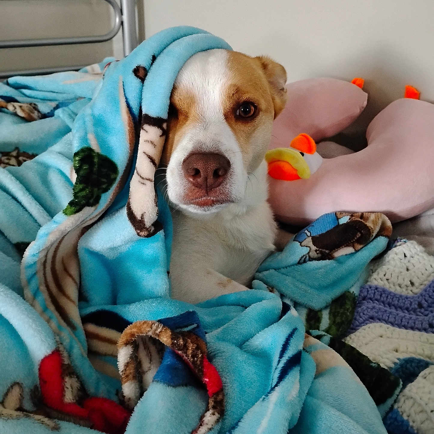 Max joined the competition — help win amazing prizes! animal, bed, blanket, brown, comfort, cozy, cute, dog, ears, face, fur, indoor, pet, pillow, plush_toy, relaxed, resting, snout, soft, white