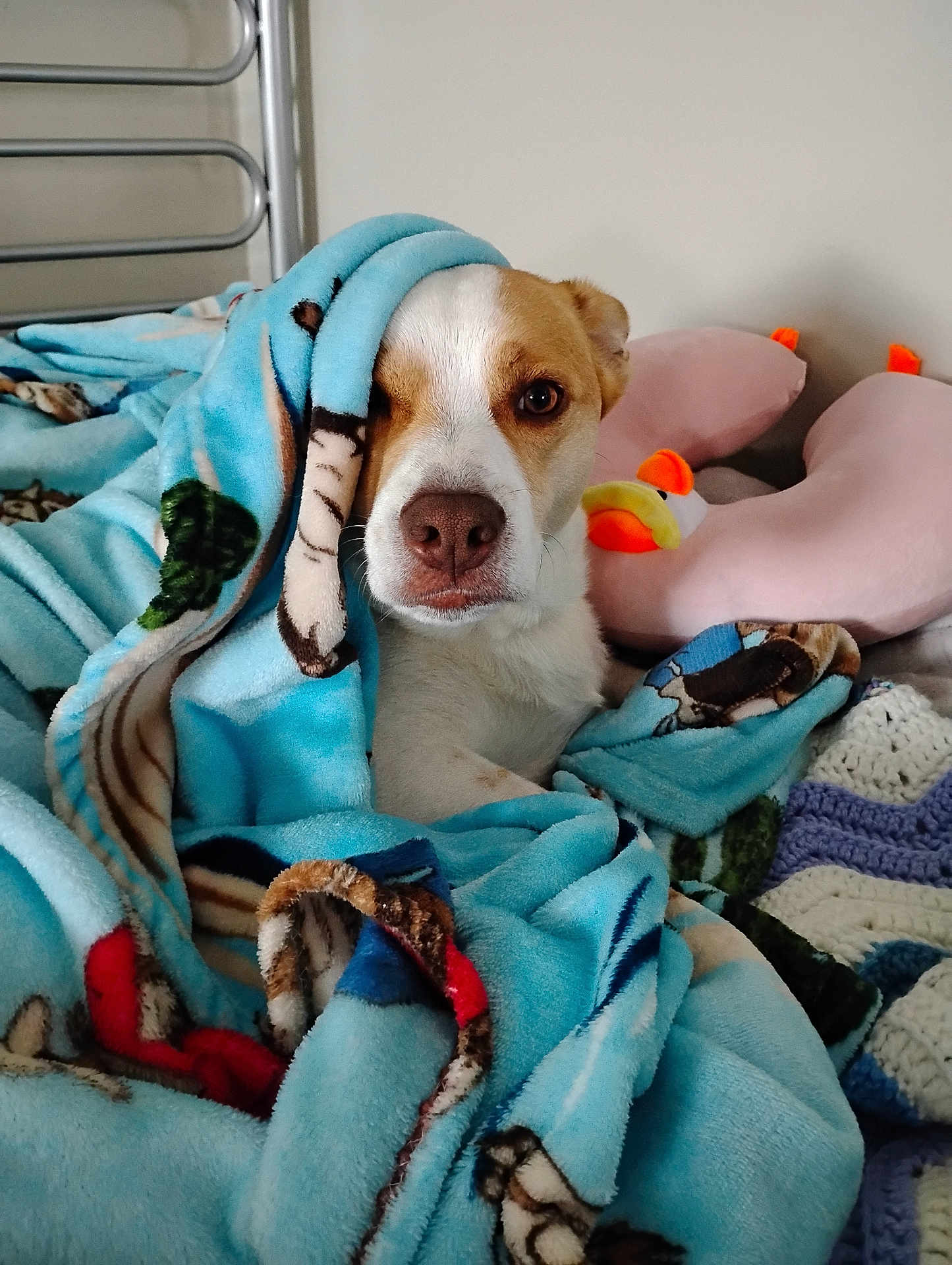 Max joined the competition — help win amazing prizes! dog, blanket, bed, pillow, plush_toy, indoor, cute, pet, animal, resting, comfort, white, brown, fur, face, snout, ears, soft, cozy, relaxed