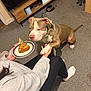 Blue is registered to the contest to win money with this photo: dog, person, hand, paw, plate, dog_treat, chew_stick, couch, carpet, television, headphones, sweater, leggings, sock, living_room, furniture, wooden_cabinet, interaction, indoor, pet