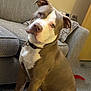 Blue joined the competition — help win amazing prizes! dog, pit_bull, pet, indoor, carpet, couch, curious, head_tilt, brown_and_white, collar, seated, ears, paw, tail, living_room, furniture, domestic, companion, cute, animal