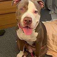 Blue is registered to the contest to win money with this photo: dog, pit_bull, sitting, tongue_out, carpet, indoor, friendly, pet, animal, brown_and_white, ears, nose, paw, furniture, curtain, clothing, floor, cute, canine, companion
