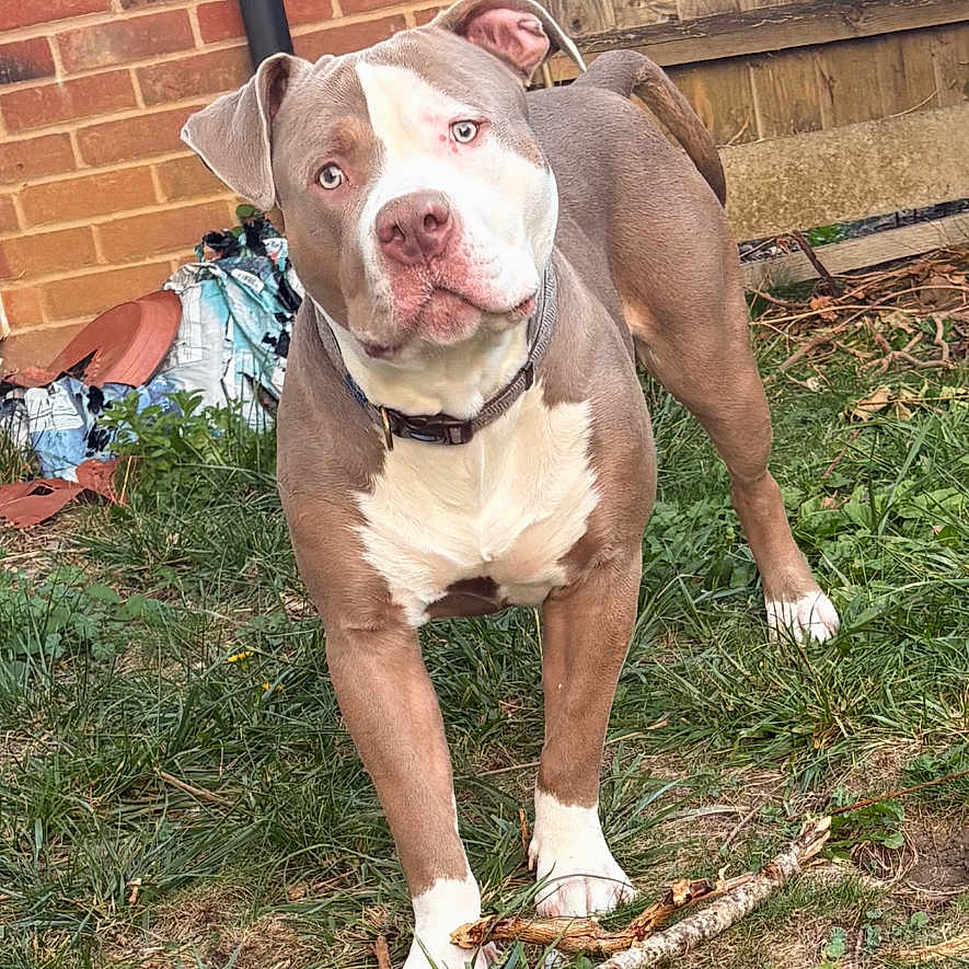Blue is registered to the contest to win money with this photo: animal, brick_wall, brown_coat, canine, collar, curious, daylight, dog, ears, fence, fence_wood, grass, nature, outdoor, pet, playful, standing, stick, white_paws, yard