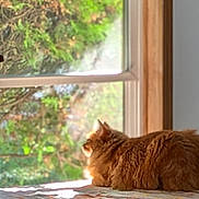 Riley Ann joined the competition — help win amazing prizes! cat, orange_tabby, fluffy, feline, pet, animal, window, indoors, outdoors, greenery, trees, sunlight, sunbeam, sitting, side_view, back, fur, striped_fur, home, relaxing