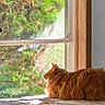 cat, orange_tabby, fluffy, feline, pet, animal, window, indoors, outdoors, greenery, trees, sunlight, sunbeam, sitting, side_view, back, fur, striped_fur, home, relaxing