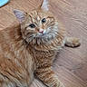 Riley Ann joined the competition — help win amazing prizes! cat, orange_cat, ginger_cat, fluffy, long_hair, feline, pet, animal, whiskers, green_eyes, ears, paws, tabby, lying_down, indoors, wooden_floor, portrait, close_up, fur, cute