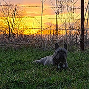 Daisy joined the competition — help win amazing prizes! dog, french_bulldog, pet, animal, grass, outdoors, sunset, sunrise, golden_hour, fence, barbed_wire, branches, trees, nature, landscape, portrait, lying_down, collar, dog_tag, wrinkles