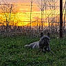 dog, french_bulldog, pet, animal, grass, outdoors, sunset, sunrise, golden_hour, fence, barbed_wire, branches, trees, nature, landscape, portrait, lying_down, collar, dog_tag, wrinkles
