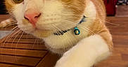 Fred joined the competition — help win amazing prizes! animal, bell, cat, closeup, collar, curious, cute, domestic, feline, floor, home, indoor, mammal, orange_and_white_cat, paw, pet, shoe_rack, suitcase, whiskers, wooden_table