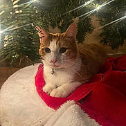 Fred is registered to the contest to win money with this photo: animal, cat, christmas_lights, christmas_tree, cozy, cute, decorations, festive, fluffy, ginger_cat, green, holiday, indoor, pet, red, relaxed, sparkle, tree_skirt, white, white_cat