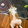 Fred joined the competition — help win amazing prizes! animal, cat, cat_toy, colorful_mat, cute, domestic_cat, feather_toy, feline, floor, fluffy, indoor, lying_down, marble_floor, orange_cat, pet, playful, relaxed, resting, white_cat, wood_floor