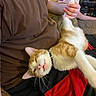 Fred is registered to the contest to win money with this photo: animal, brown_shirt, cat, collar, comfortable, couch, domestic_cat, feline, fur, hand, indoor, nap, orange_and_white_cat, paw, person, pet, relaxing, resting, sleepy_cat, whiskers