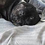 Aïka a rejoint le concours — aidez-le/la à gagner de superbes lots ! dog, black_dog, blanket, bed, fur, canine, pet, portrait, eyes, nose, snout, upside_down, cozy, indoor, sofa, fabric, screenshot, status_bar, thumbnails, mobile_ui