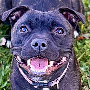 Aïka participe au concours pour gagner de l'argent avec cette photo : dog, black_dog, pet, canine, happy, smiling, tongue_out, close_up, collar, outdoor, grass, animal, cute, friendly, ears, face, fur, mouth, teeth, nostrils