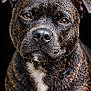 dog, wet_dog, close_up, portrait, brown_eyes, black_background, brindle, short_hair, whiskers, nose, ears, water_droplets, expressive, pet, animal, fur_texture, attentive, looking_at_camera, white_chest_patch, studio_lighting