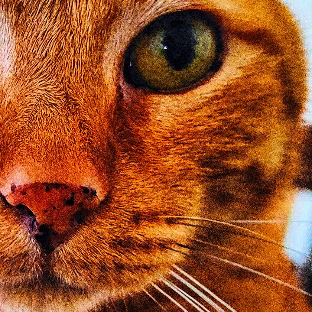 Charlie a rejoint le concours — aidez-le/la à gagner de superbes lots ! art, carnivore, cat, close_up, curious, domestic_short_haired_cat, eyelash, fang, fawn, felidae, fur, illustration, iris, nose, small_to_medium_sized_cats, snout, terrestrial_animal, whiskers, wildlife