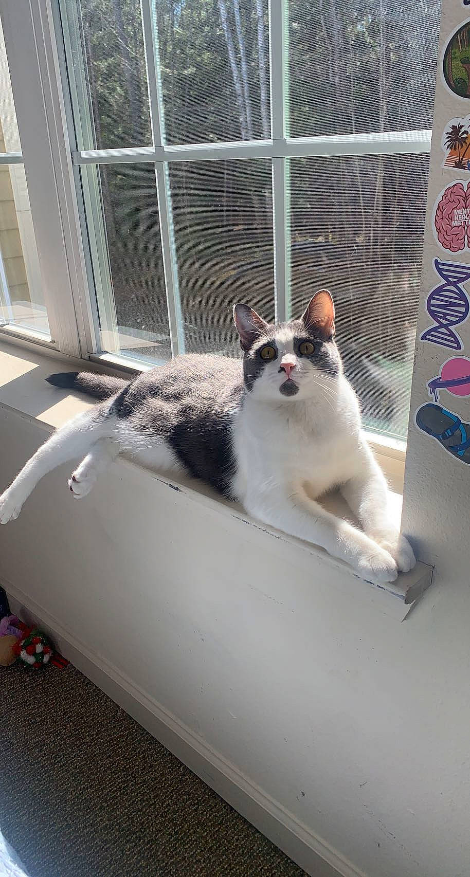 Spaz joined the competition — help win amazing prizes! animal_shelter, automotive_lighting, cage, canidae, carnivore, cat, companion_dog, dog_breed, domestic_short_haired_cat, felidae, fender, fur, gas, paw, pet_supply, small_to_medium_sized_cats, snout, tail, whiskers, window