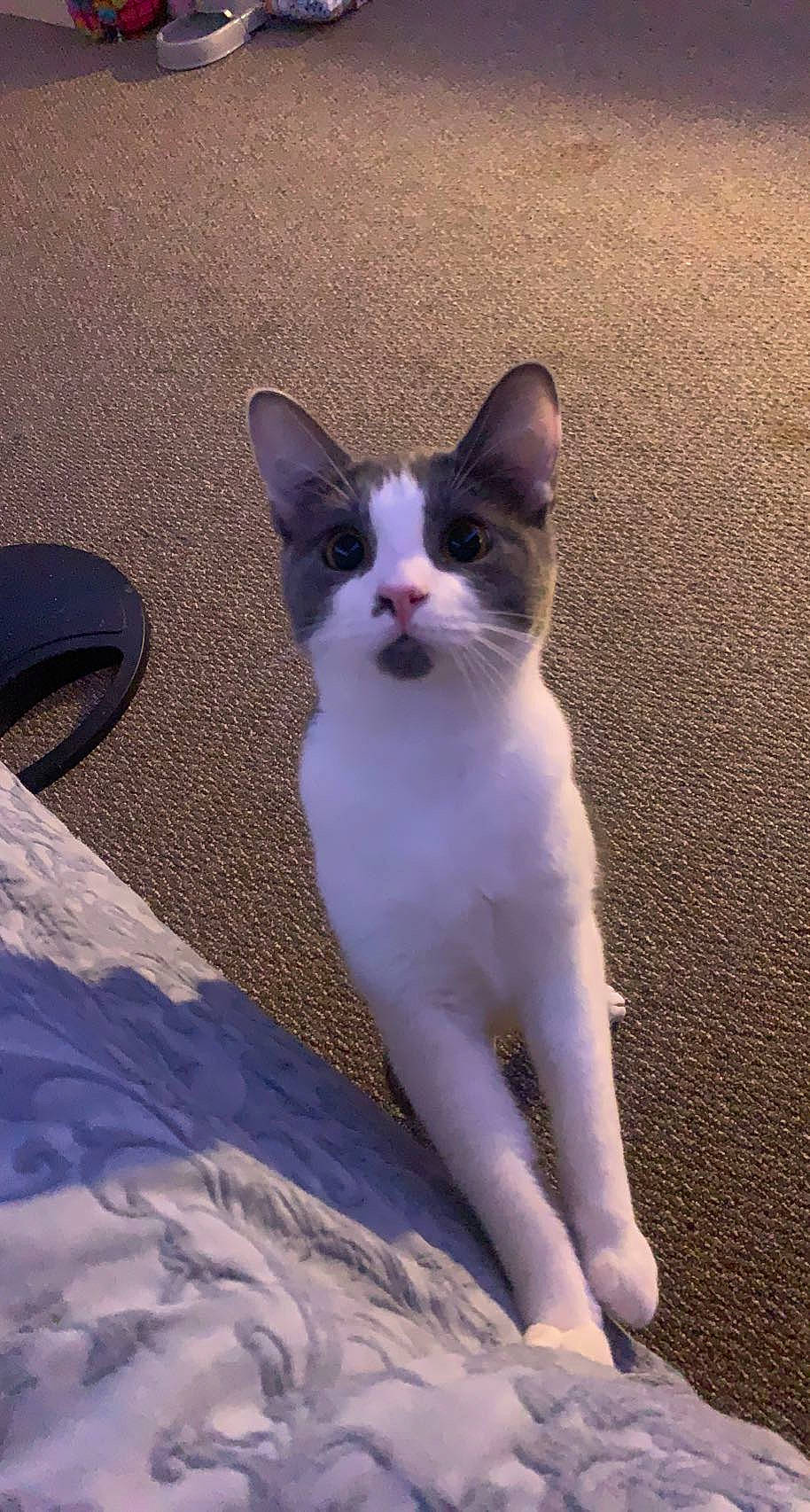 Spaz is registered to the contest to win money with this photo: beach, carnivore, cat, domestic_short_haired_cat, fawn, felidae, foot, formal_wear, fur, paw, plant, sand, shadow, sitting, sky, small_to_medium_sized_cats, snout, tail, whiskers