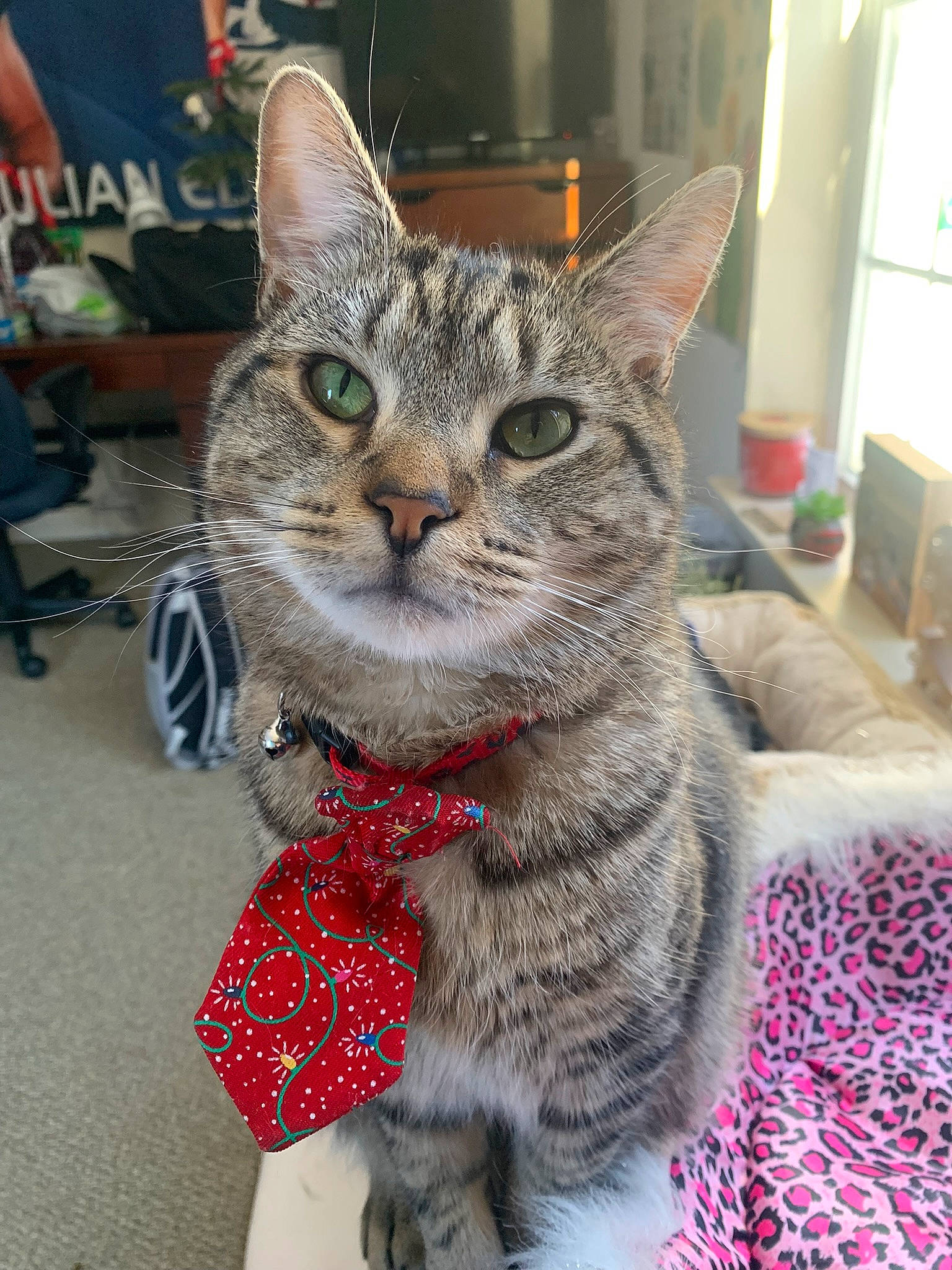 Benjamin joined the competition — help win amazing prizes! carnivore, cat, claw, domestic_short_haired_cat, felidae, fur, pattern, paw, sitting, small_to_medium_sized_cats, snout, tail, terrestrial_animal, whiskers, window