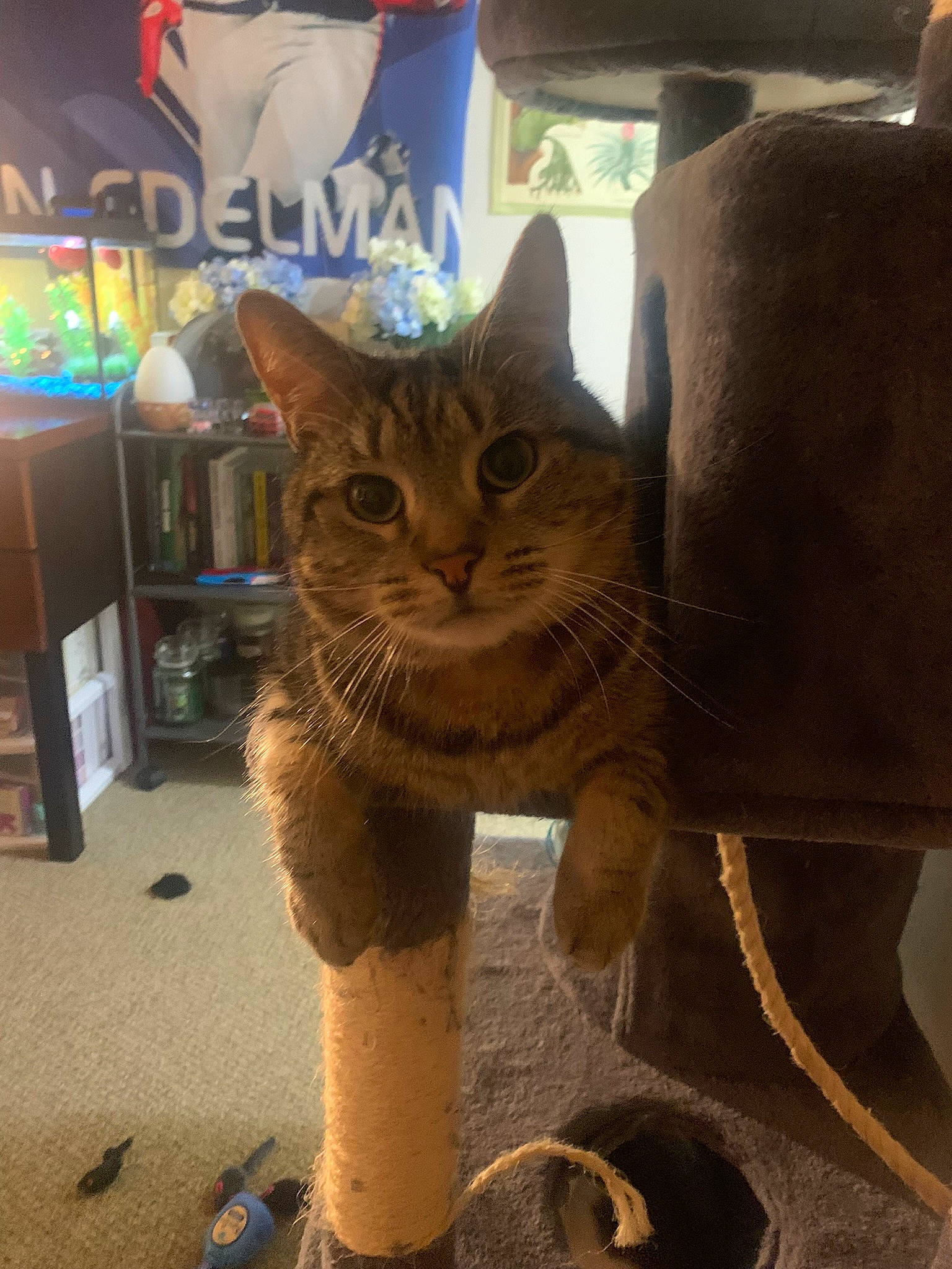 Benjamin is registered to the contest to win money with this photo: box, cardboard, carnivore, cat, cat_supply, domestic_short_haired_cat, fawn, felidae, fur, paper_bag, sitting, small_to_medium_sized_cats, snout, tail, terrestrial_animal, whiskers