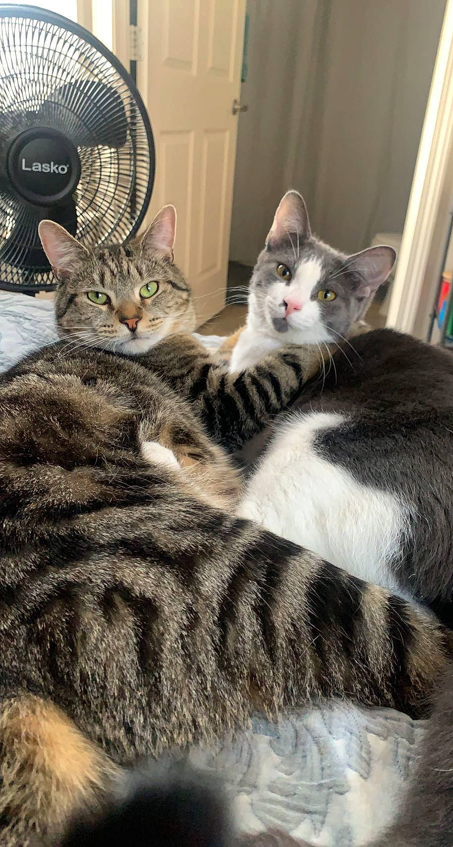 Benjamin is registered to the contest to win money with this photo: carnivore, cat, claw, comfort, domestic_short_haired_cat, felidae, fur, grey, mammal, mechanical_fan, paw, small_to_medium_sized_cats, tail, textile, tree, vertebrate, whiskers