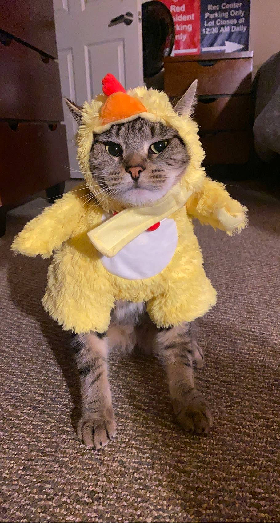 Benjamin joined the competition — help win amazing prizes! animal_product, cat, costume, door, event, fashion_accessory, fawn, felidae, fur, fur_clothing, glasses, glove, hat, natural_material, small_to_medium_sized_cats, snout, sunglasses, tail, whiskers, wig