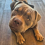 Baloo participe au concours pour gagner de l'argent avec cette photo : dog, brown_dog, wrinkles, large_breed, lying_down, floor, tile_floor, wood_grain, leash, collar, paws, floppy_ears, nose, eyes, portrait, indoor, pet, cute, looking_at_camera, head_tilt