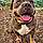 Baloo
