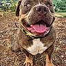 dog, portrait, outdoor, hillside, landscape, valley, mountains, nature, sitting, happy, smiling, tongue, collar, brown_fur, white_chest, pet, canine, grass, dirt, daylight