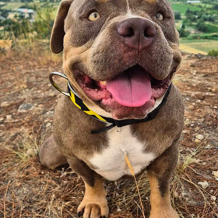 Baloo